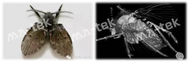 3D X-ray 07-07 3D X-ray 07-07